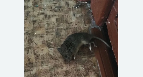 Дезинфекция от мышей в Уржуме