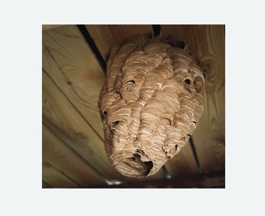 обработка от шершней в Уржуме