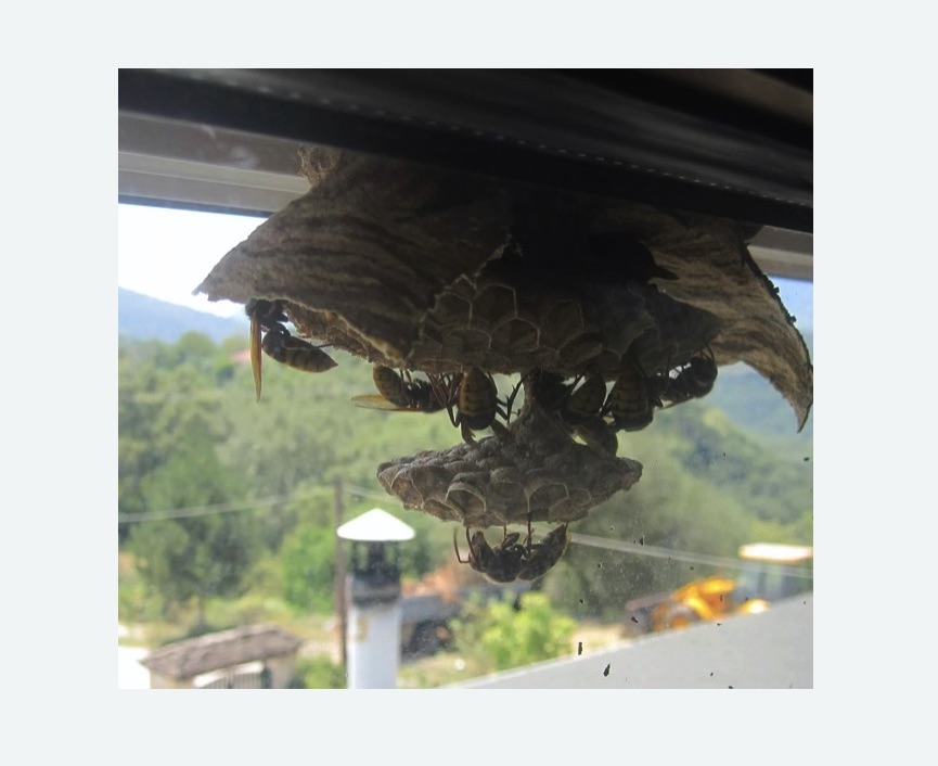 Уничтожение гнёзд шершней в Уржуме