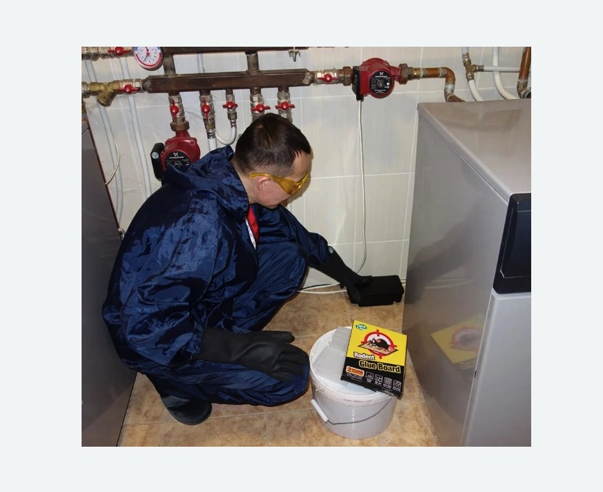 Уничтожение крыс в Уржуме