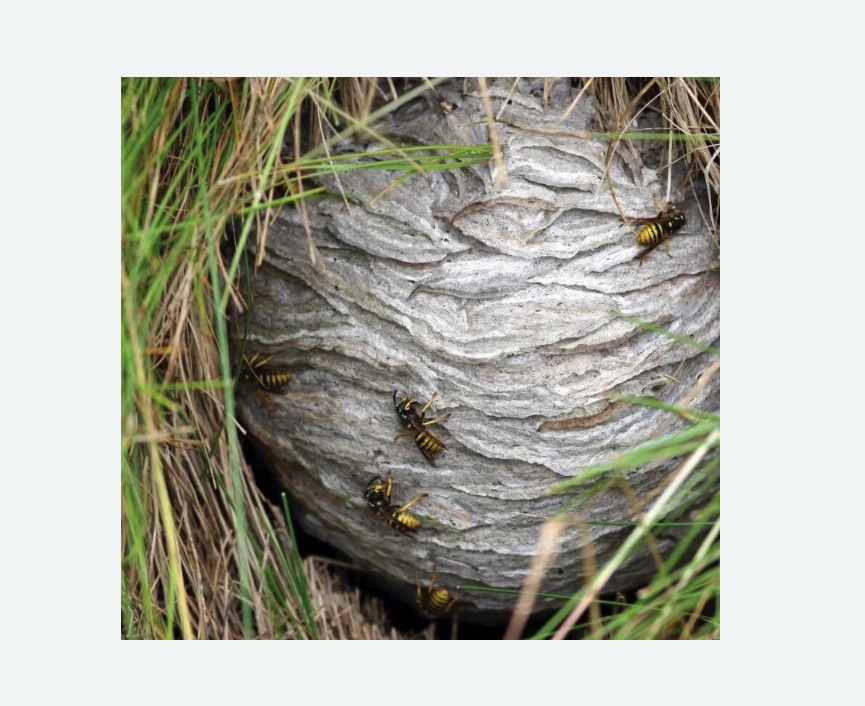 Уничтожение ос и ульев в Уржуме